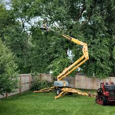 Best Palm Tree Trimming  in Hauser, ID